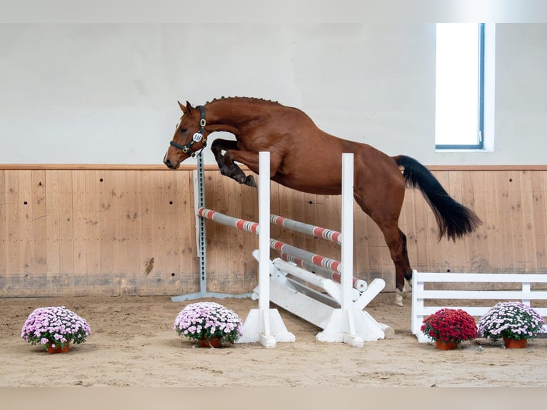 Pools sportpaard Merrie 3 Jaar 169 cm Roodbruin in Galiny