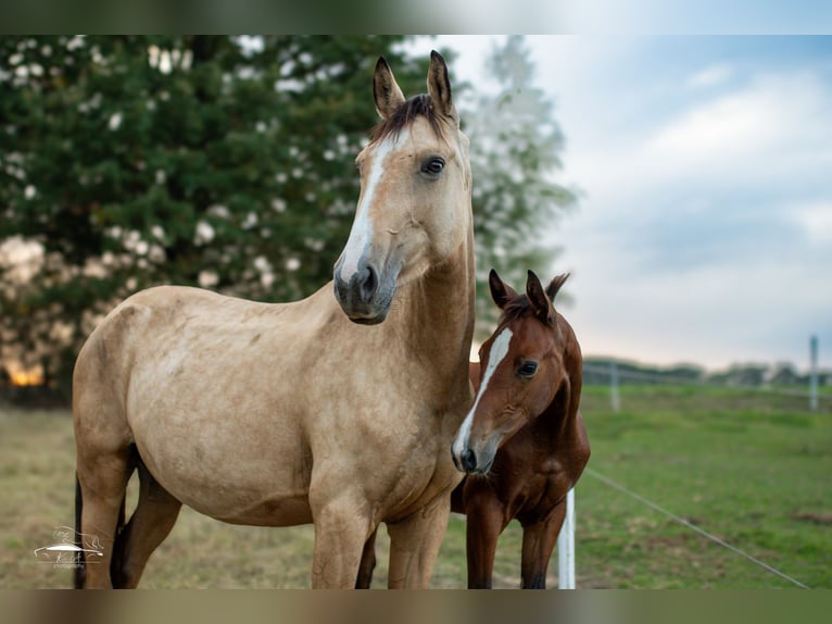 Pools sportpaard Merrie 4 Jaar 160 cm Buckskin in Paszkówka