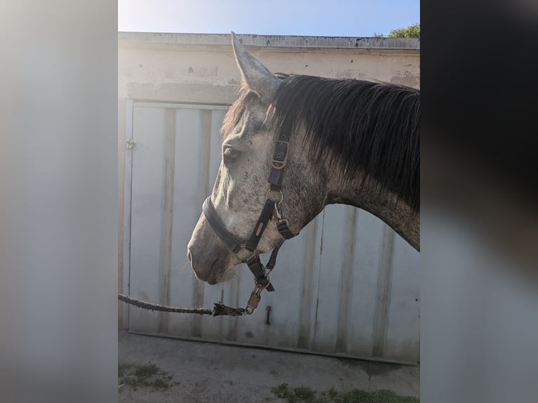 Pools sportpaard Mix Merrie 4 Jaar 164 cm Appelschimmel in Rutha