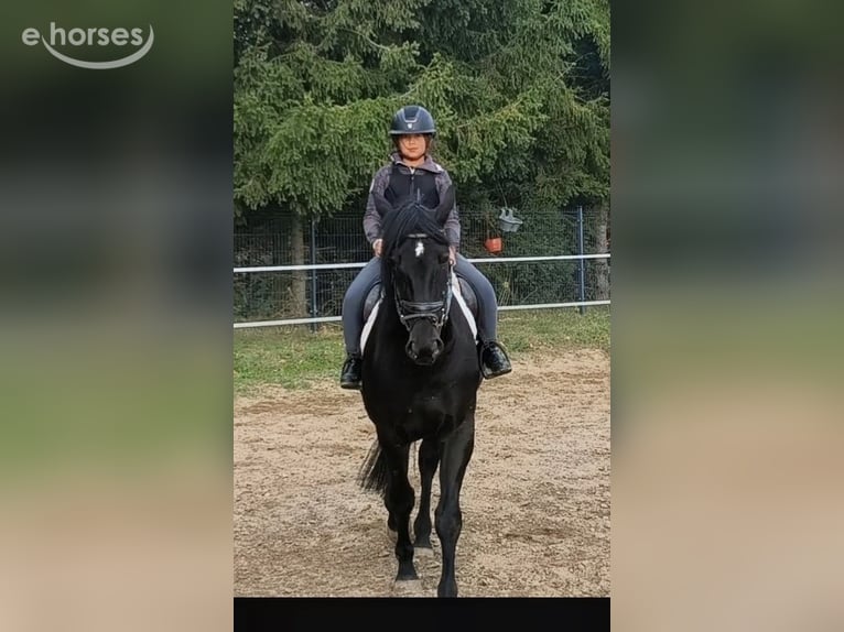 Pools sportpaard Mix Merrie 4 Jaar 167 cm Zwart in Forst