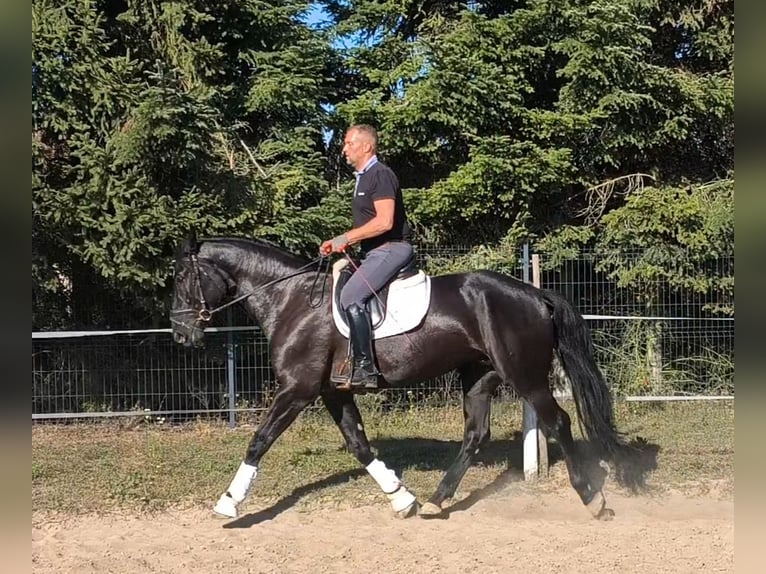 Pools sportpaard Mix Merrie 4 Jaar 167 cm Zwart in Forst