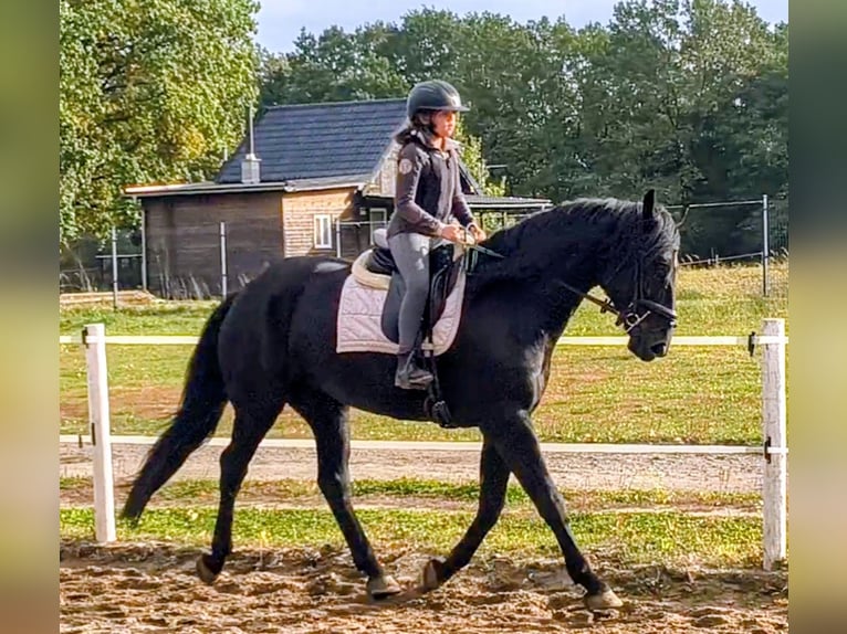 Pools sportpaard Mix Merrie 4 Jaar 167 cm Zwart in Forst