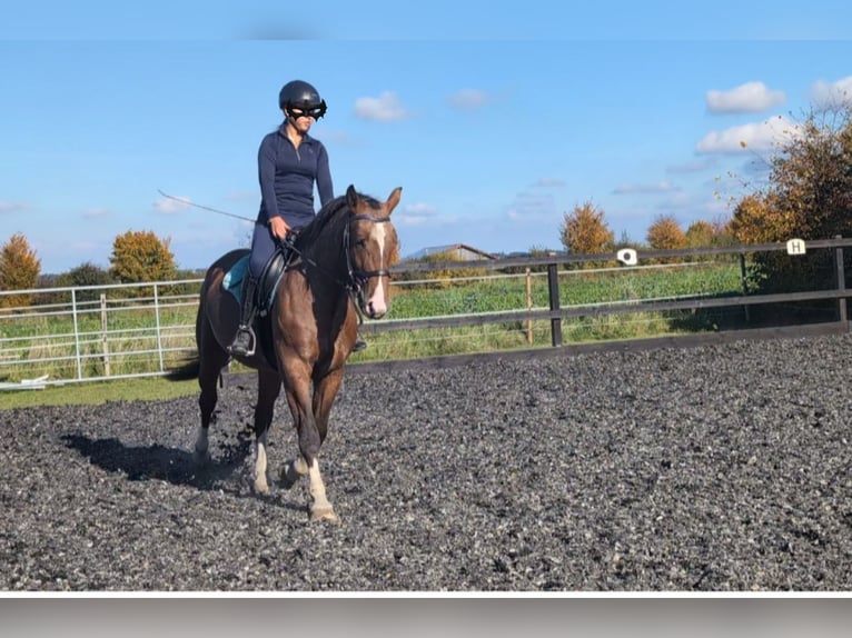 Pools sportpaard Merrie 5 Jaar 155 cm Roan-Red in Rettenbach