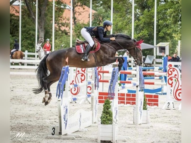 Pools sportpaard Merrie 5 Jaar 160 cm Donkerbruin in Papenhagen