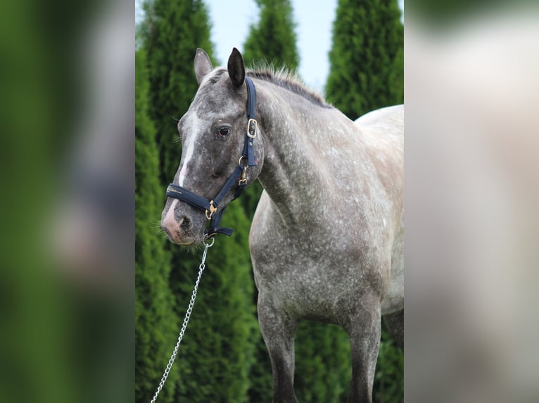 Pools sportpaard Merrie 5 Jaar 165 cm Appaloosa in Przysieka