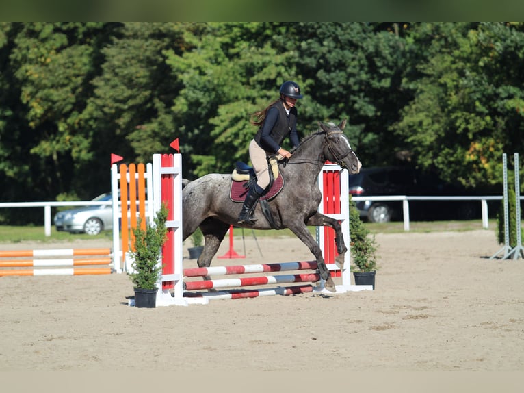 Pools sportpaard Merrie 5 Jaar 165 cm Appaloosa in Przysieka