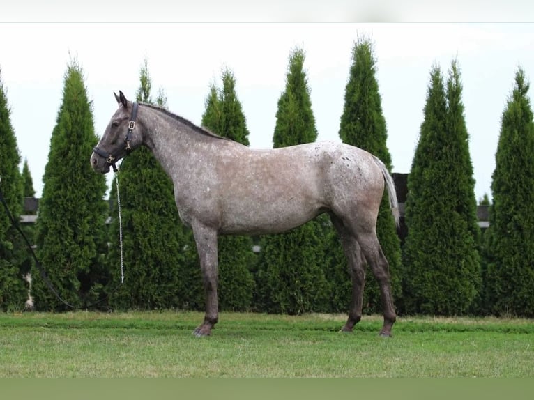 Pools sportpaard Merrie 5 Jaar 165 cm Appaloosa in Przysieka