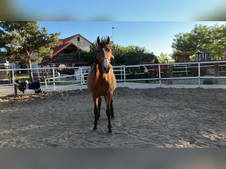 Pools sportpaard Merrie 5 Jaar 165 cm Bruin in Łódź