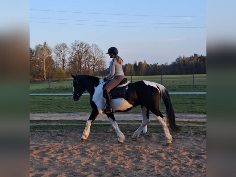 Pools sportpaard Mix Merrie 5 Jaar 165 cm Gevlekt-paard in Forst