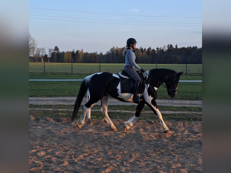 Pools sportpaard Mix Merrie 5 Jaar 165 cm Gevlekt-paard in Forst