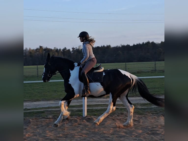 Pools sportpaard Mix Merrie 5 Jaar 165 cm Gevlekt-paard in Forst