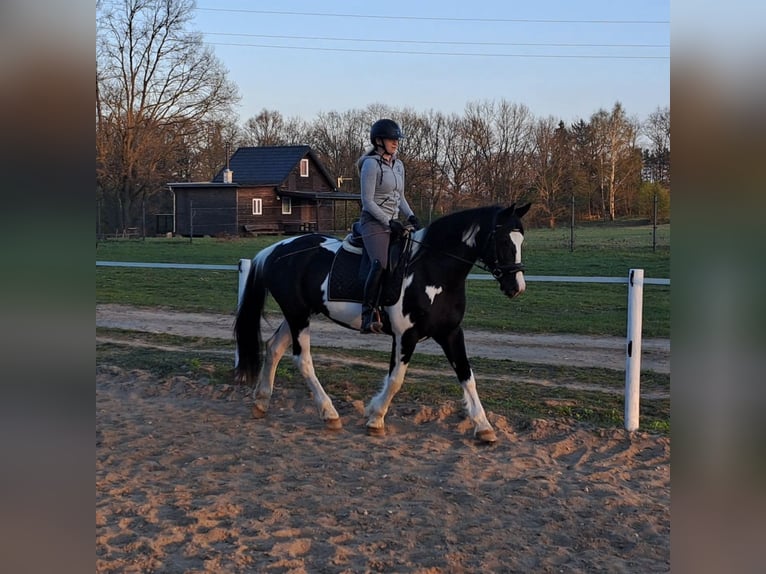 Pools sportpaard Mix Merrie 5 Jaar 165 cm Gevlekt-paard in Forst