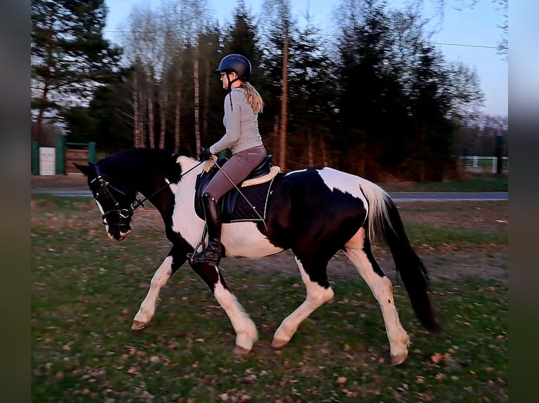 Pools sportpaard Mix Merrie 5 Jaar 165 cm Gevlekt-paard in Forst