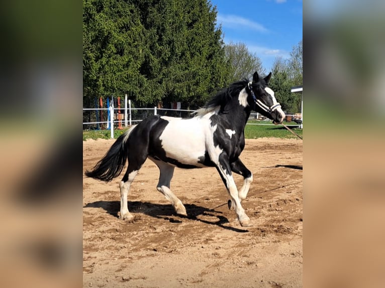 Pools sportpaard Mix Merrie 5 Jaar 165 cm Gevlekt-paard in Forst