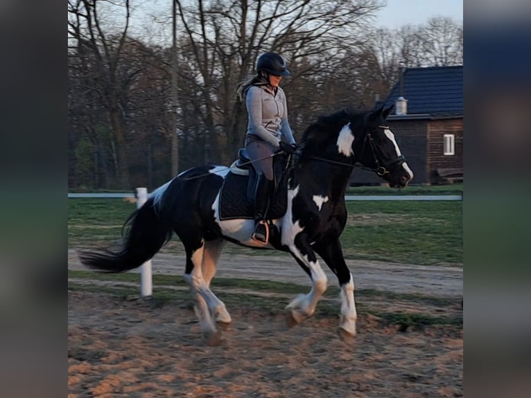 Pools sportpaard Mix Merrie 5 Jaar 165 cm Gevlekt-paard in Forst