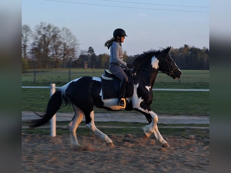 Pools sportpaard Mix Merrie 5 Jaar 165 cm Gevlekt-paard in Forst
