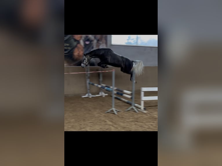 Pools sportpaard Merrie 5 Jaar 165 cm Schimmel in Pobiedziska