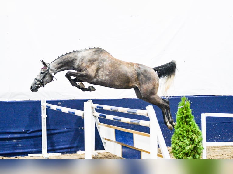 Pools sportpaard Merrie 5 Jaar 165 cm Schimmel in Gogołowa