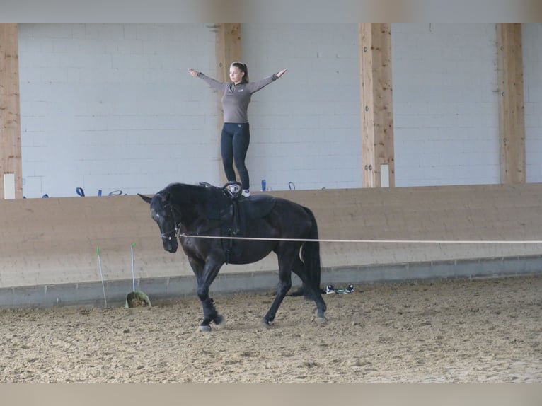Pools sportpaard Merrie 5 Jaar 165 cm Zwart in Ganschow