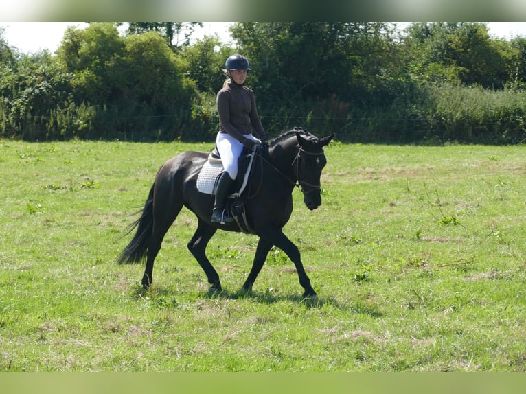 Pools sportpaard Merrie 5 Jaar 165 cm Zwart in Ganschow