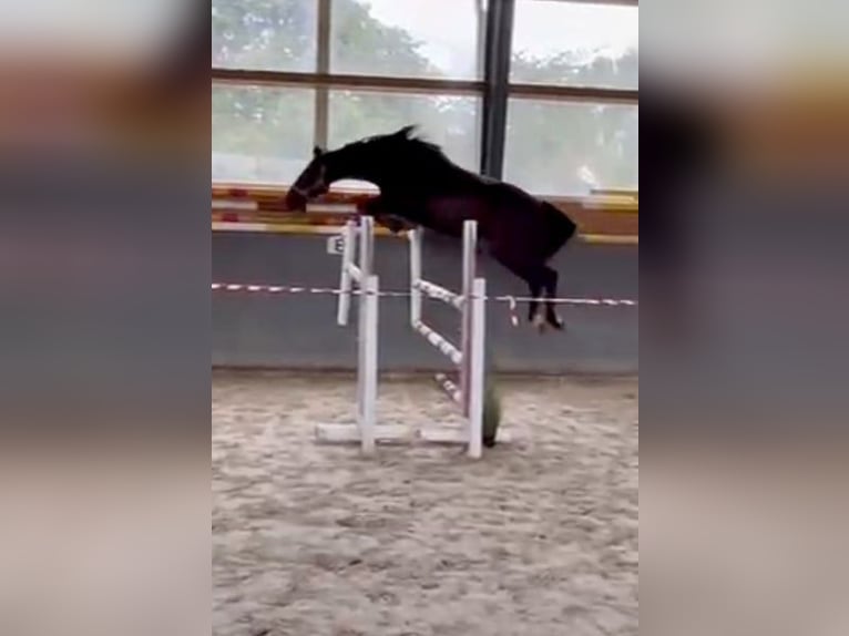 Pools sportpaard Merrie 5 Jaar 165 cm Zwartbruin in Papenhagen