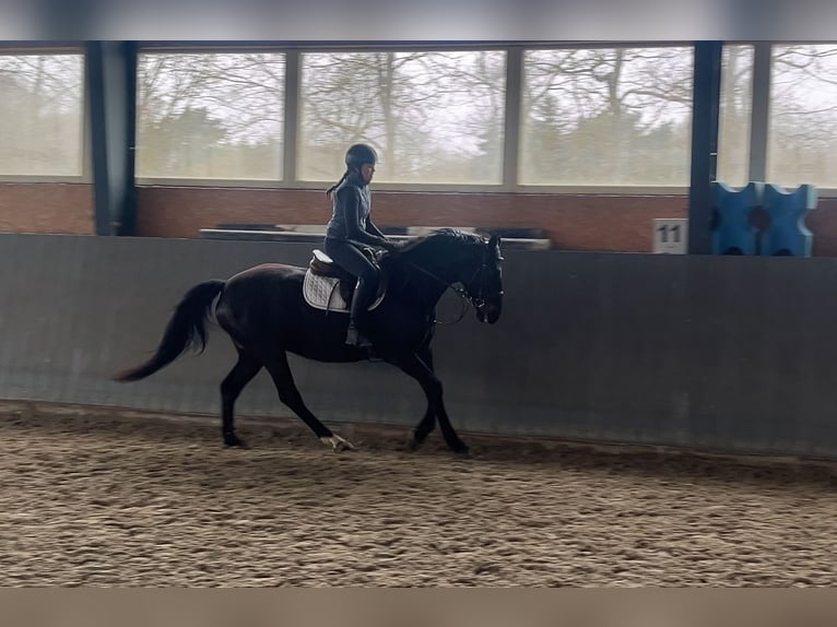 Pools sportpaard Merrie 5 Jaar 165 cm Zwartbruin in Papenhagen