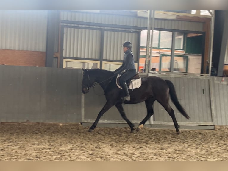 Pools sportpaard Merrie 5 Jaar 165 cm Zwartbruin in Papenhagen