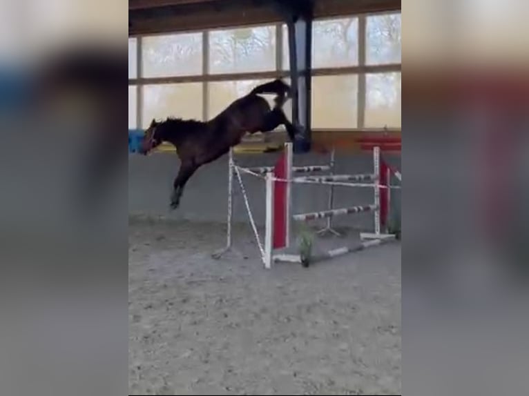 Pools sportpaard Merrie 5 Jaar 166 cm Donkerbruin in Papenhagen