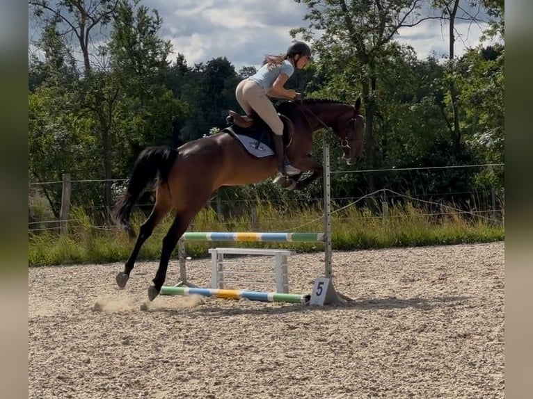 Pools sportpaard Merrie 5 Jaar 168 cm Donkerbruin in Papenhagen