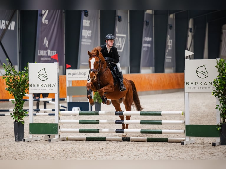 Pools sportpaard Mix Merrie 5 Jaar 170 cm Roodbruin in sarbinowo