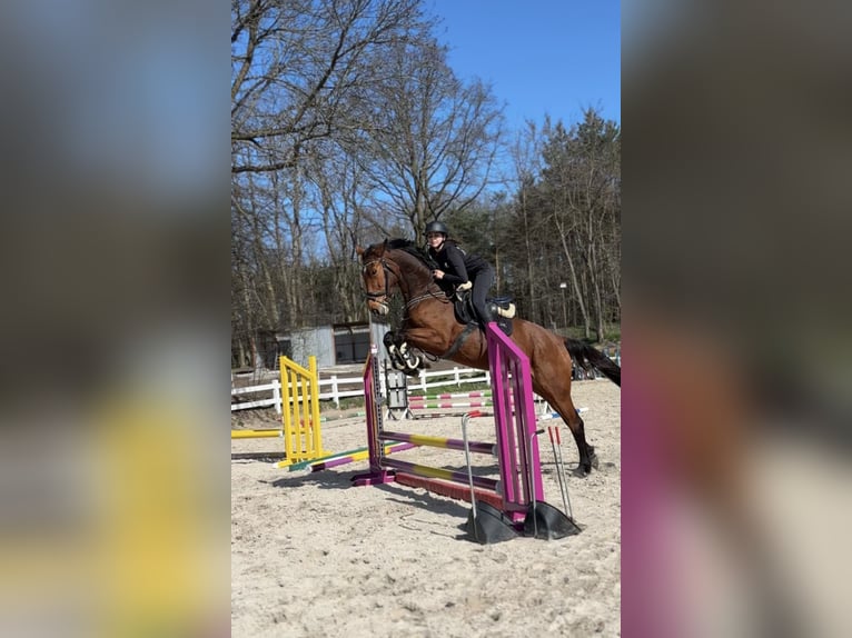 Pools sportpaard Merrie 5 Jaar 175 cm Bruin in Jakubów