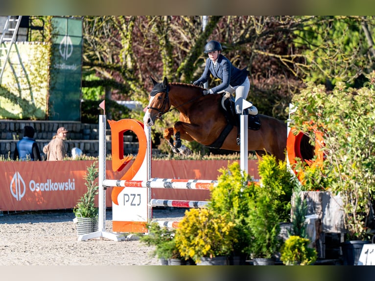 Pools sportpaard Merrie 5 Jaar Vos in Stanków
