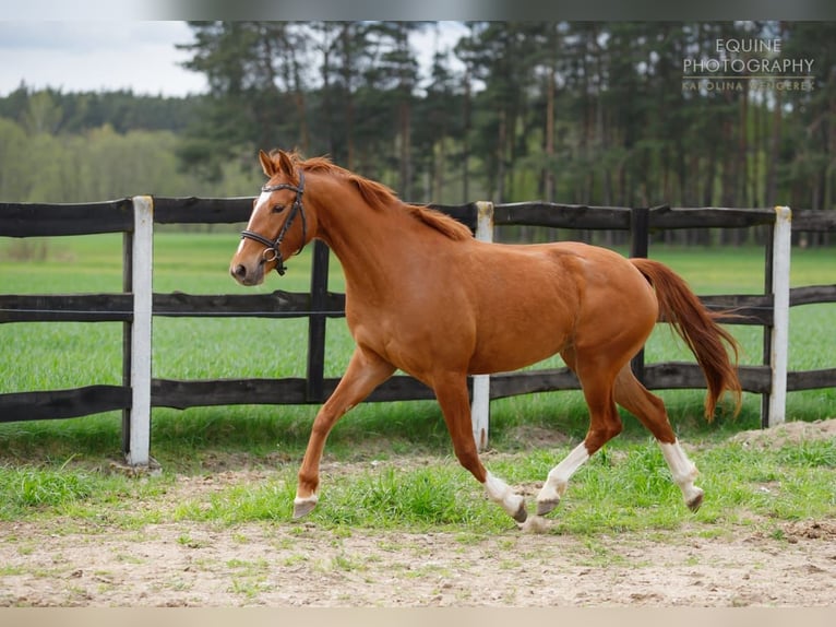 Pools sportpaard Merrie 6 Jaar 153 cm Vos in Turek