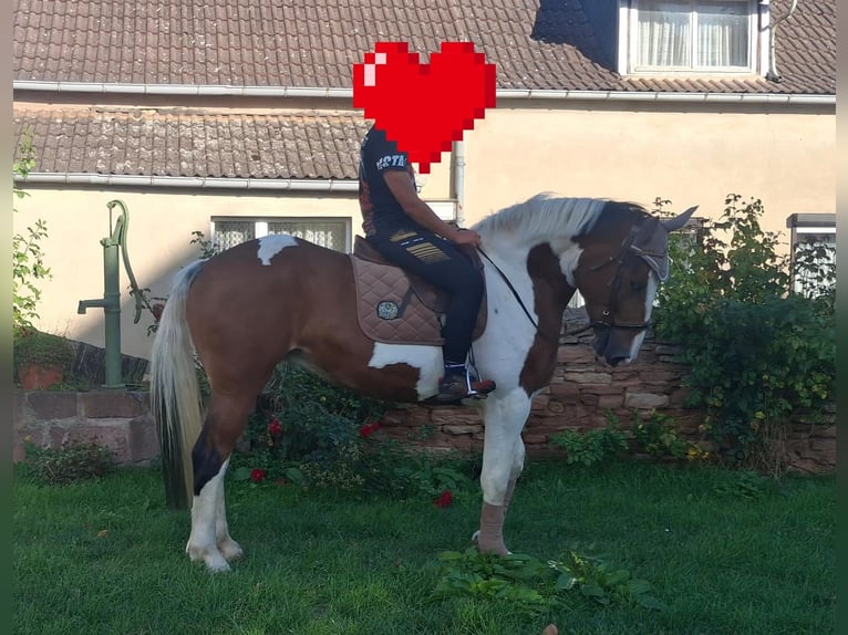Pools sportpaard Merrie 6 Jaar 165 cm Gevlekt-paard in Aschersleben
