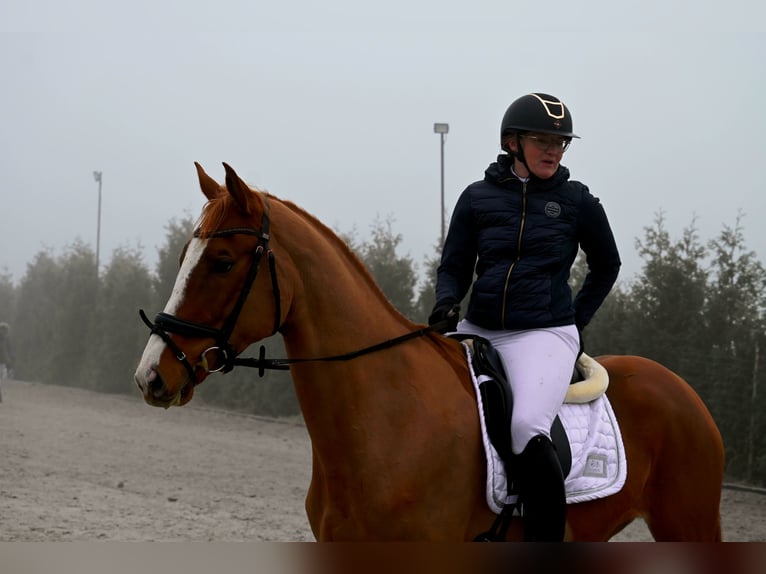 Pools sportpaard Merrie 6 Jaar 166 cm Vos in Forst