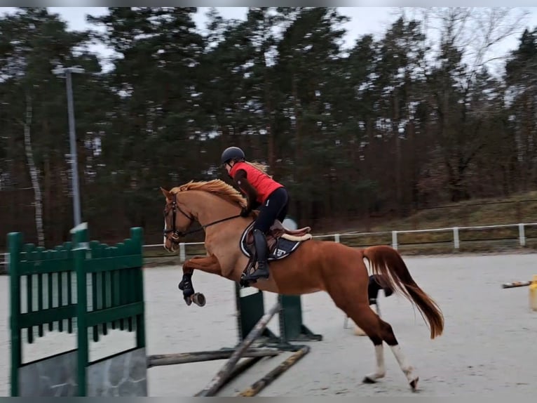 Pools sportpaard Merrie 6 Jaar 166 cm Vos in Forst
