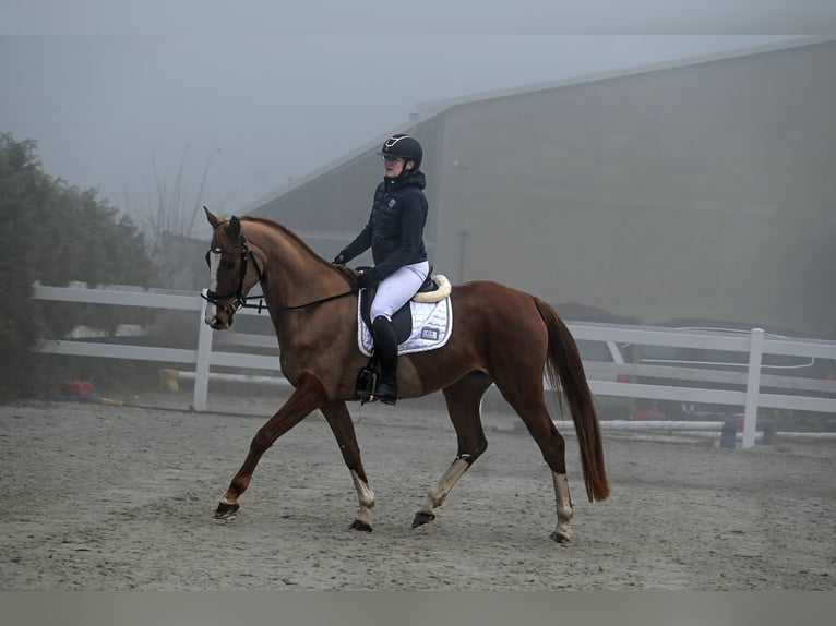 Pools sportpaard Merrie 6 Jaar 166 cm Vos in Forst