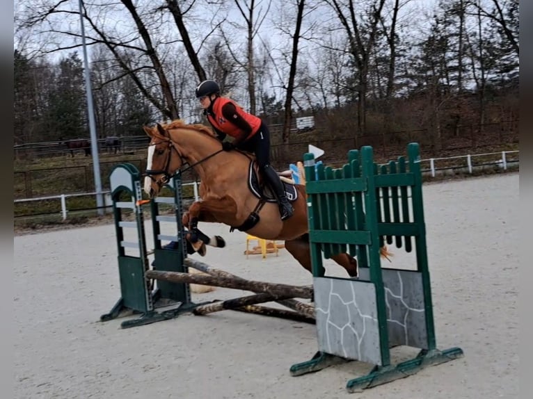 Pools sportpaard Merrie 6 Jaar 166 cm Vos in Forst