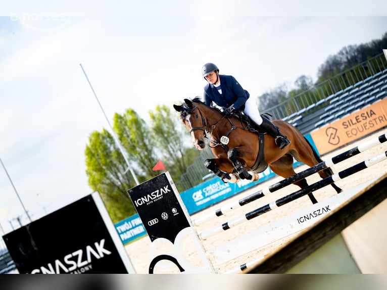 Pools sportpaard Merrie 6 Jaar 168 cm Bruin in Chwałowice