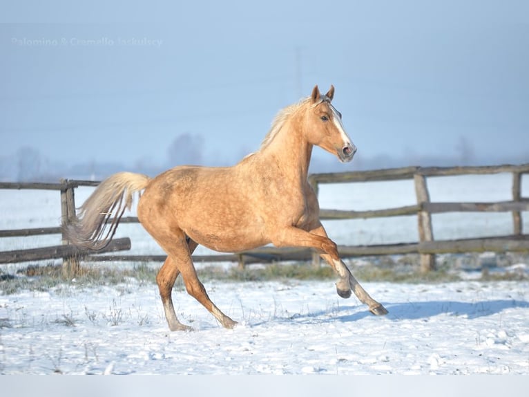 Pools sportpaard Merrie 6 Jaar 168 cm Palomino in Piecowice