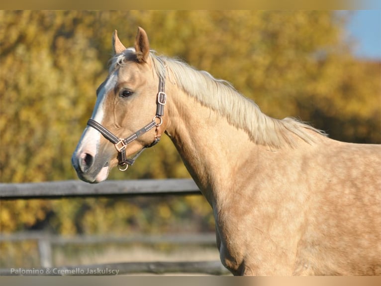 Pools sportpaard Merrie 6 Jaar 168 cm Palomino in Piecowice