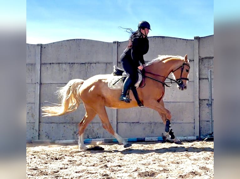 Pools sportpaard Merrie 6 Jaar 168 cm Palomino in Piecowice
