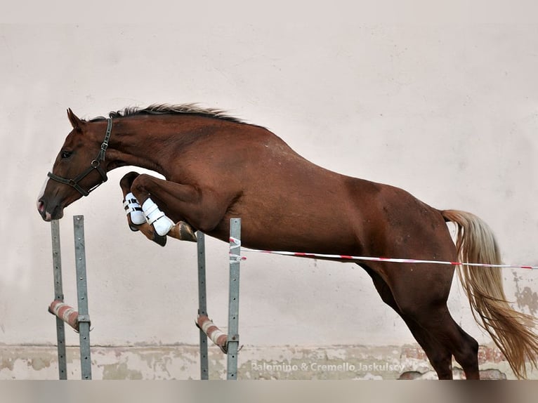 Pools sportpaard Merrie 6 Jaar 168 cm Palomino in Piecowice
