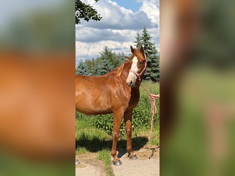 Pools sportpaard Mix Merrie 7 Jaar 164 cm Vos in Szarek