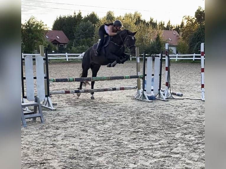 Pools sportpaard Merrie 7 Jaar 165 cm Zwart in Lasocin