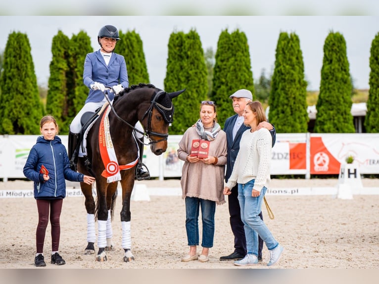 Pools sportpaard Merrie 7 Jaar 166 cm Roodbruin in Koronowo
