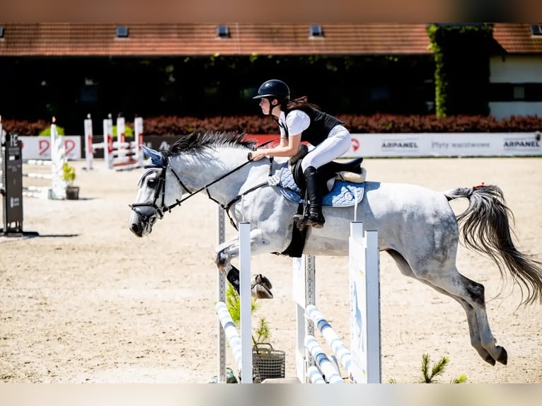 Pools sportpaard Merrie 7 Jaar 168 cm Schimmel in Świętoszowice
