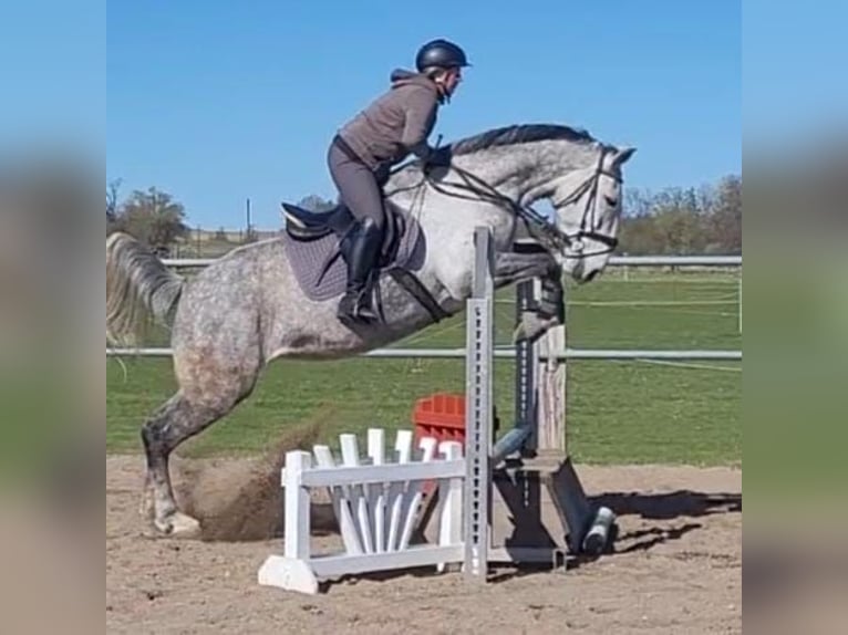 Pools sportpaard Merrie 7 Jaar 170 cm Schimmel in Neuburg an der Donau