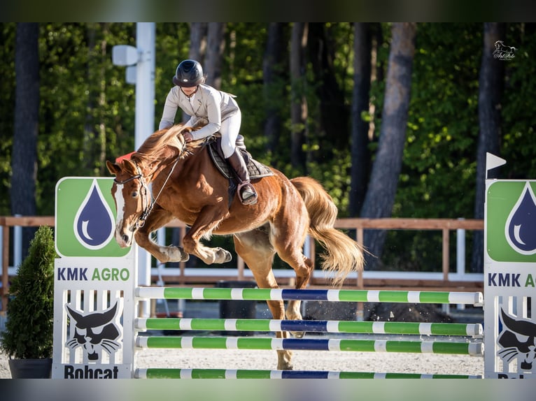 Pools sportpaard Merrie 7 Jaar 170 cm Vos in Gądki