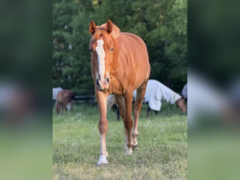 Pools sportpaard Merrie 7 Jaar 170 cm Vos in Gądki